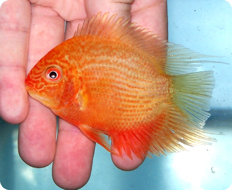 Severum - Red Spot Golden 3-4 inch